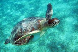 Marsa Alam - Red Sea Dive Holiday. Turtle.